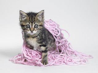 Image showing kitten under wool