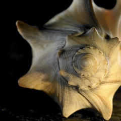 Image showing yellow illuminated seashell