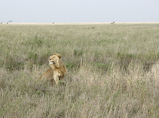 Image showing male Lion in the african savannah