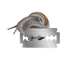 Image showing Grapevine snail and razor blade