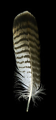 Image showing raptorÂ´s feather