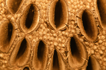 Image showing pine cone closeup