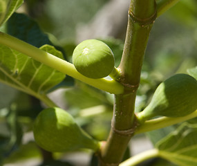 Image showing fig tree and figs