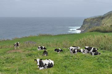 Image showing cows in coastal ambiance