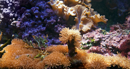 Image showing underwater scenery