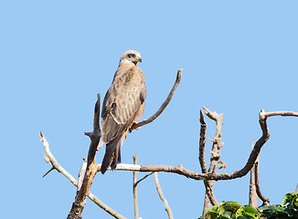 Image showing Black Kite on a bough