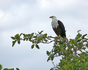 Image showing african sea eagle in treetop