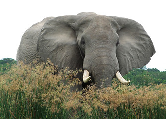 Image showing Elephant in high grassy vegetation