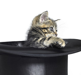 Image showing kitten in top hat