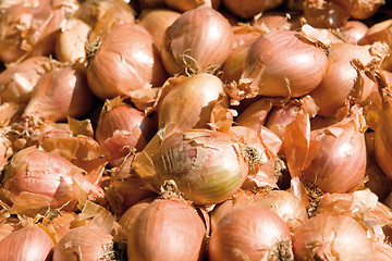Image showing sunny onions background