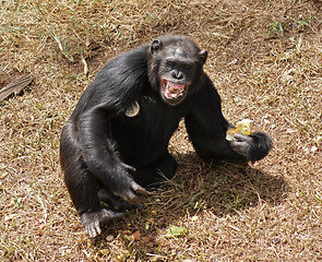 Image showing chimpanzee baring teeth