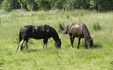 Image showing two horses out at fed