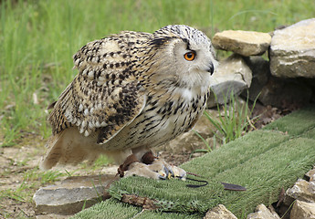Image showing Long-eared Owl at feed