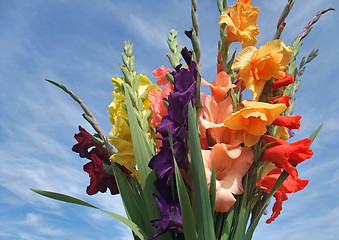 Image showing bunch of gladioli flowers