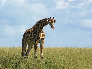 Image showing Rothschild Giraffe in african grassland