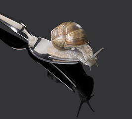 Image showing Grapevine snail on fork