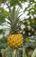 Image showing Pineapple fruit in natural back