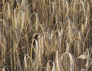 Image showing full frame barley detail