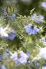 Image showing lots of nigella damascena flowers