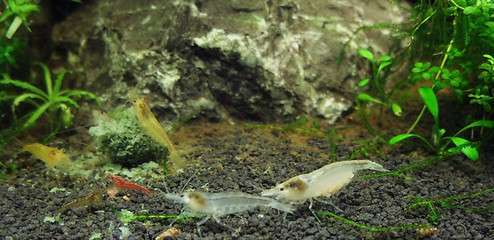 Image showing fresh water shrimps