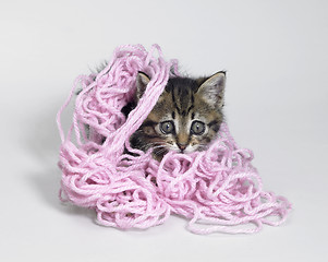 Image showing kitten under wool