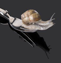 Image showing Grapevine snail on fork