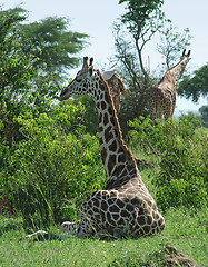 Image showing sunny illuminated Giraffes in Uganda