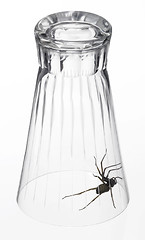 Image showing spider under a drinking glass