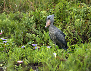 Image showing waterside scenery with Shoebill