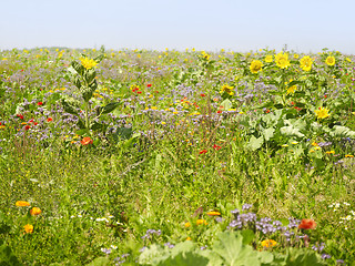 Image showing flowering meadow