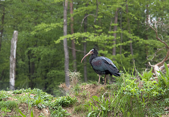 Image showing Northern Bald Ibis