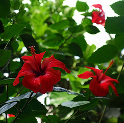 Image showing red tropical flowers