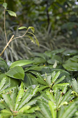 Image showing exotic vegetation