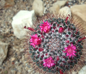 Image showing cactus in flower