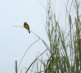 Image showing little Bee-eater in Africa