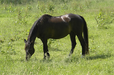 Image showing dark brown horse out at fed