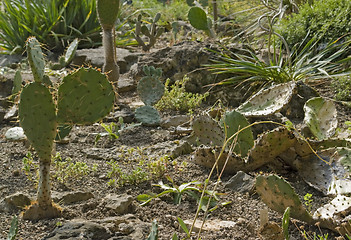 Image showing various cacti in sunny ambiance