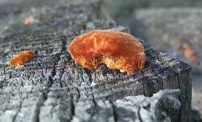 Image showing red fungus