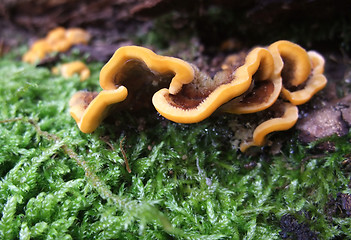 Image showing colorful fungus detail