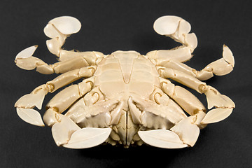 Image showing underside of a moon crab