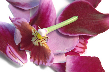 Image showing destroyed violet orchid flower