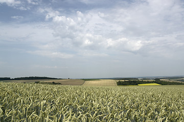 Image showing rural pictorial agriculture scenery at summer time