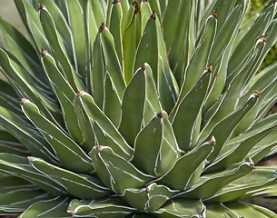 Image showing succulent plant detail