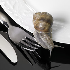 Image showing grapevine snail creeping on dinnerware