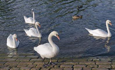 Image showing swans and ducks riverside