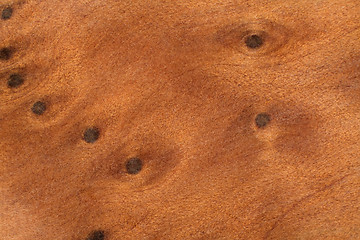 Image showing brown burl wood detail