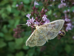 Image showing pastel colored small butterfly