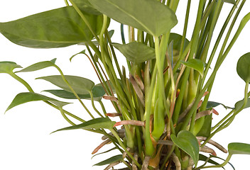 Image showing Flamingo Flower detail in white back