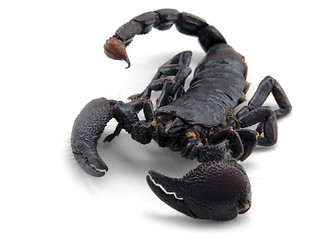 Image showing scorpion ahead