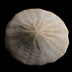 Image showing sanddollar closeup